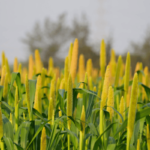 Tribals Unlocking The Magic of Millets!