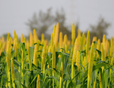 Tribals Unlocking The Magic of Millets!