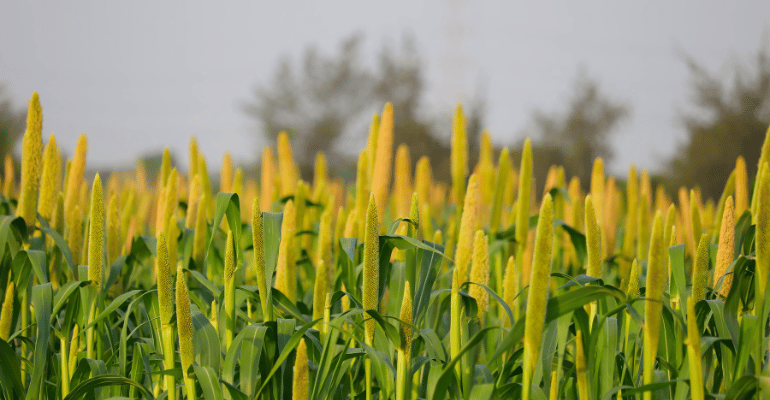 Tribals Unlocking The Magic of Millets!