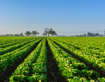 Healthy soil, Healthy crops